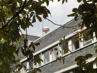 Viele Bäume...
