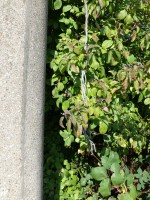 Das total verwitterte, lose baumelnde Anschlusskabel.
