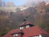 Hier nochmal das Pärchen in der Vorstadt. Die Bestimmung überlasse ich dem Fachmann