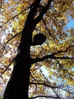 Hier der Aufstellungsort im Baum