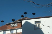 Bild4SirenenpärchenSiegfriedstraße120Heppenheim - Kopie.JPG