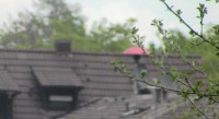 Sirene: Im Hintergund, im Vordergrund Apfelbaum